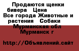 Продаются щенки бивера › Цена ­ 25 000 - Все города Животные и растения » Собаки   . Мурманская обл.,Мурманск г.